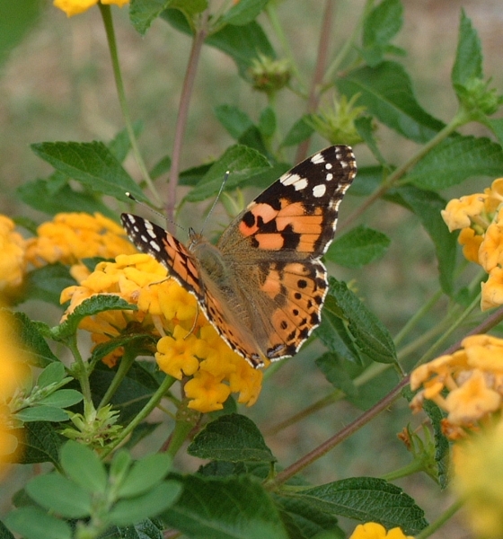 Vanessa cardui  M. Meta